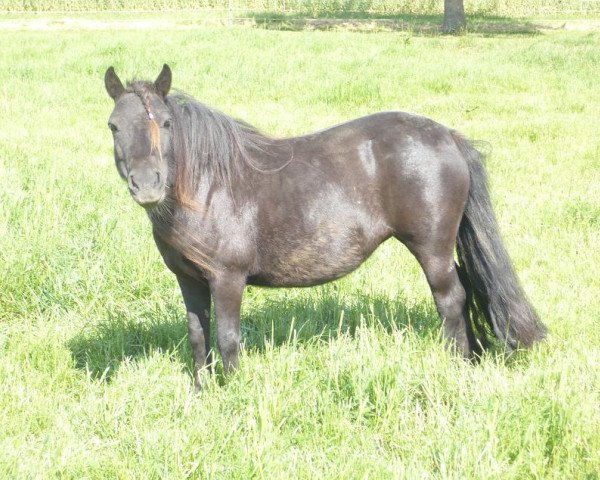 Zuchtstute Netta v.h. Schouteneinde (Shetland Pony, 1998, von Tom van Bitterschoten)
