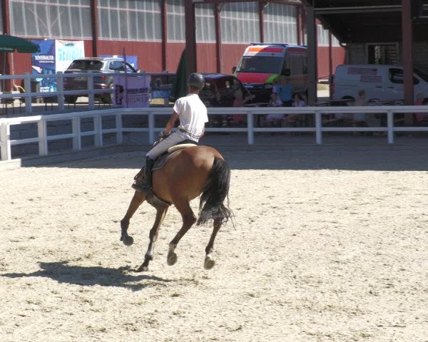 Reitturnier Gundelfingen 2022