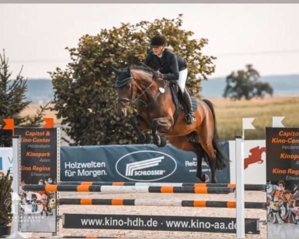 jumper Versailles 9 (Zangersheide riding horse, 2017, from Vannan)