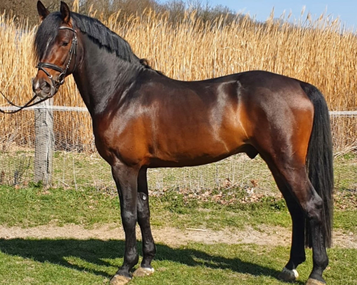 stallion Captain Spock Kb (German Riding Pony, 2017, from Captain Meyer WE)
