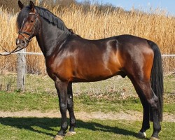 stallion Captain Spock Kb (German Riding Pony, 2017, from Captain Meyer WE)