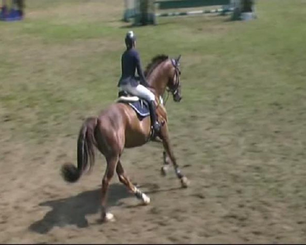 Cavallo da salto Robin Goodfellow 3 (Hannoveriano, 2001, di Ravensburger)
