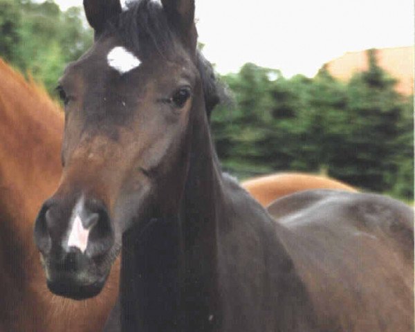 horse Fantasy (Westphalian, 2002, from Fiorino)