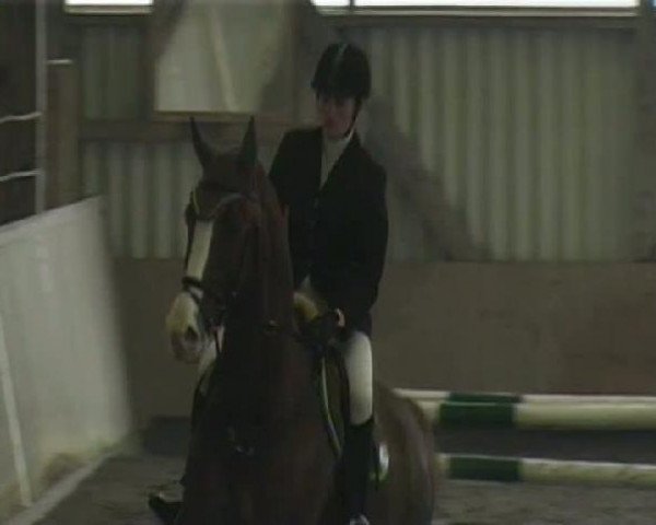 jumper Le Caruso (Hessian Warmblood, 2001, from Le Coeur)