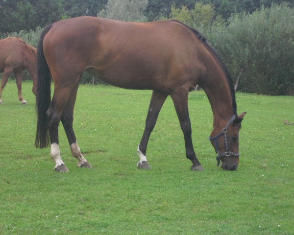 jumper Miss Marpel (Oldenburg show jumper, 2007, from Controller)