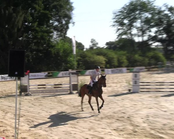 Reitturnier Vellinghausen 2022
