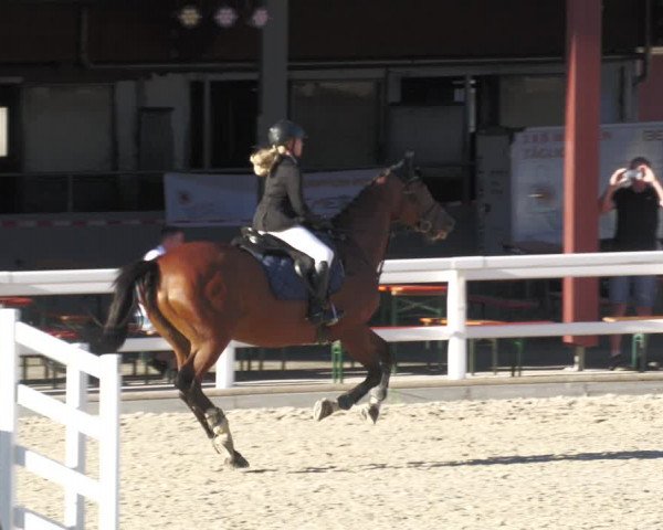 Reitturnier Gundelfingen 2022