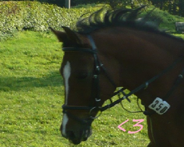 jumper Tristan 121 (German Riding Pony, 1995, from Top Nonstop) jumper Tristan 121 (German Riding Pony, 1995, from Top Nonstop)