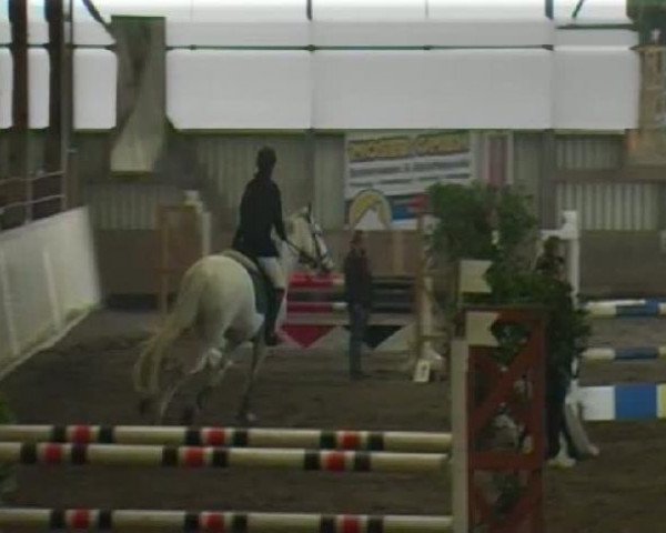 jumper Cheers van de Smis (Zangersheide riding horse, 1999, from Carthago) jumper Cheers van de Smis (Zangersheide riding horse, 1999, from Carthago)