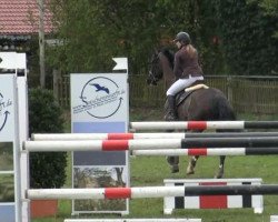jumper Mac 51 (KWPN (Royal Dutch Sporthorse), 1994, from Eusebio)