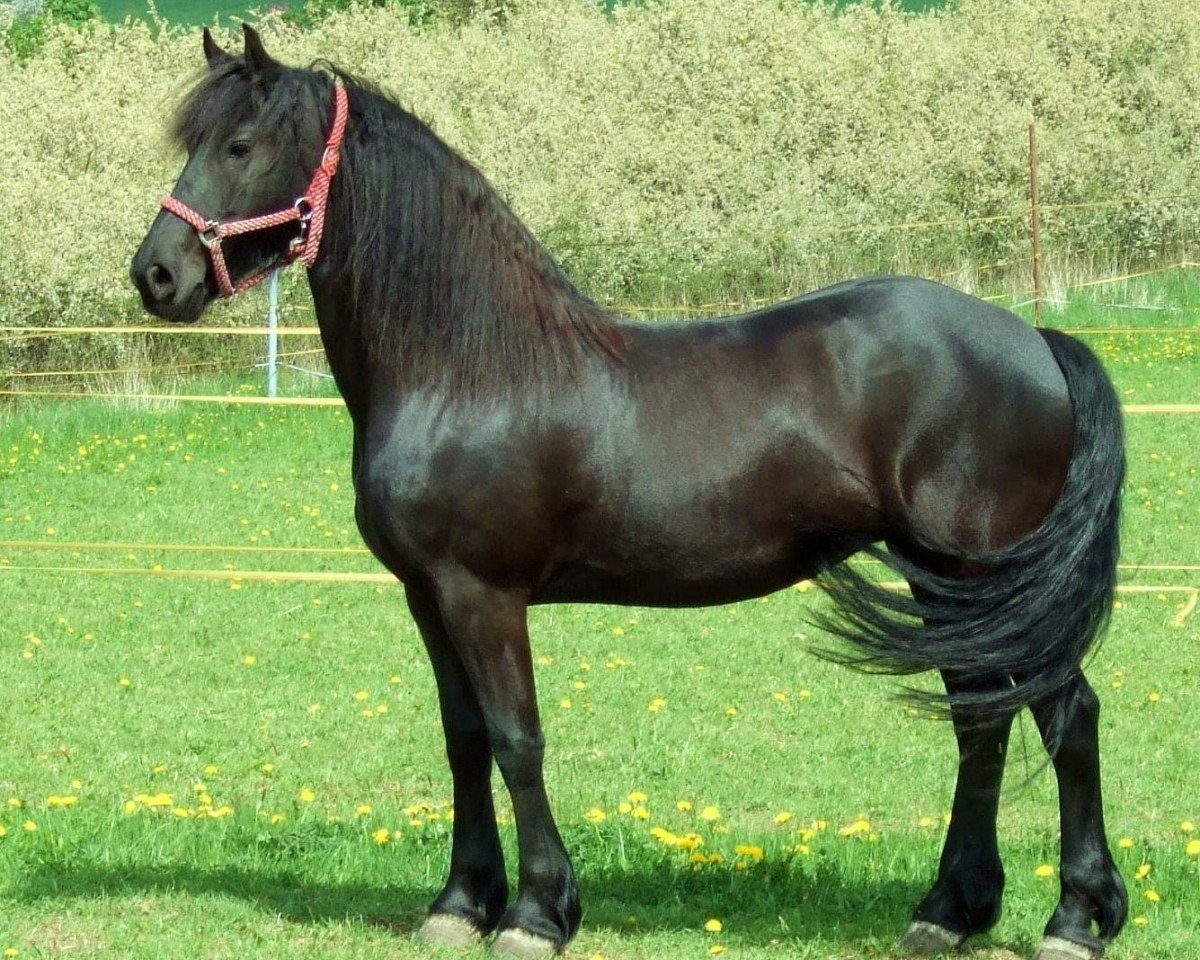 horse Etsje fan de Grienedyk (Friese, 2001, from Tsjerk 328)