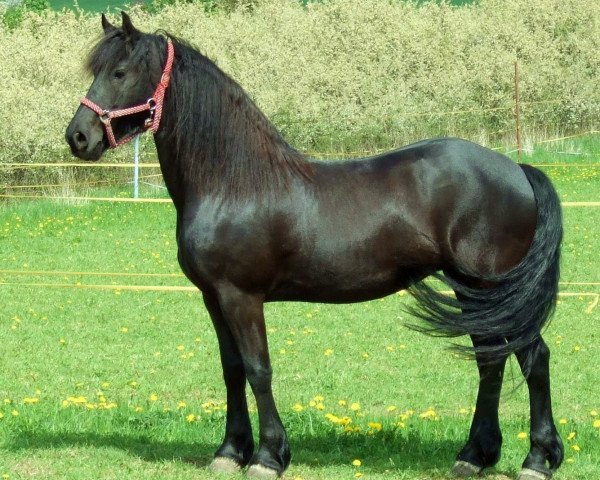 horse Etsje fan de Grienedyk (Friese, 2001, from Tsjerk 328)