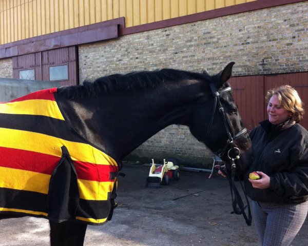 dressage horse Daddy Cool (Hanoverian, 2006, from Don Crusador 3)