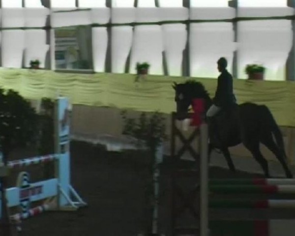 jumper Activiy (Oldenburg show jumper, 2003, from Acord II)