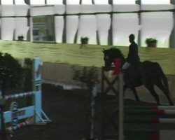 jumper Activiy (Oldenburg show jumper, 2003, from Acord II)