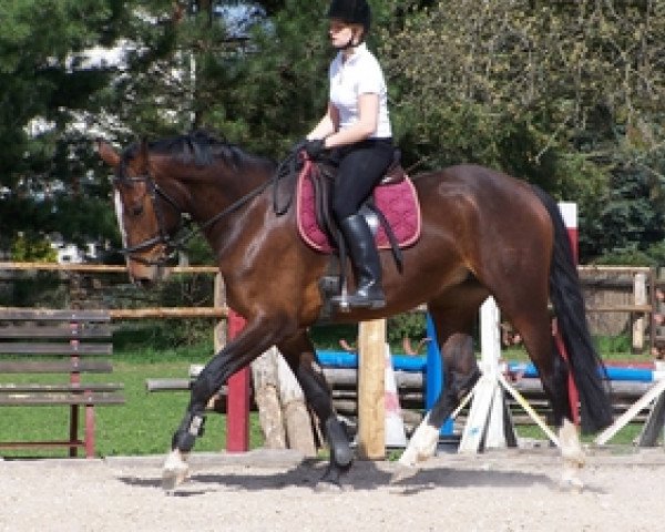 horse Alicante (German Sport Horse, 2007, from Dream Rubin) horse Alicante (German Sport Horse, 2007, from Dream Rubin)
