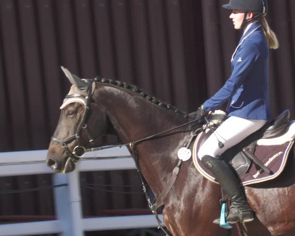 Reitturnier Gundelfingen 2022