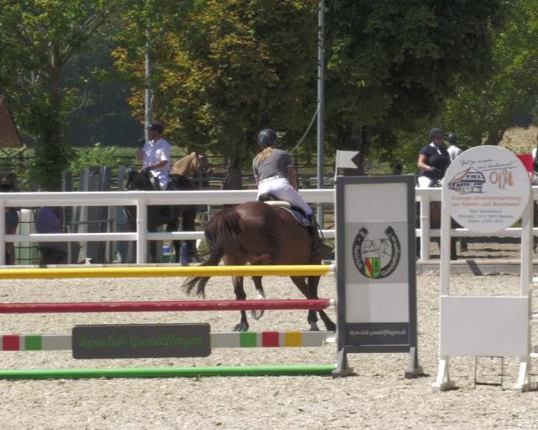 Reitturnier Gundelfingen 2022