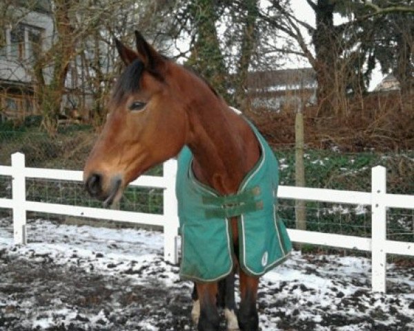 horse Dana (Westphalian, 1995, from Der Clou)