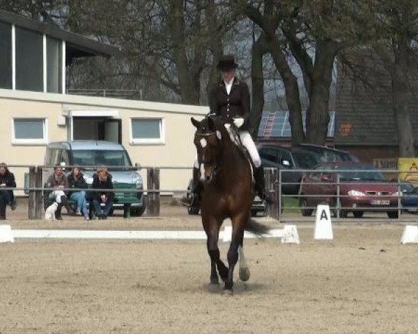 Dressurpferd Liostro 47 (Rheinländer, 2002, von Lebenskünstler) Dressurpferd Liostro 47 (Rheinländer, 2002, von Lebenskünstler)
