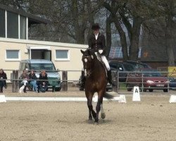 Dressurpferd Liostro 47 (Rheinländer, 2002, von Lebenskünstler)