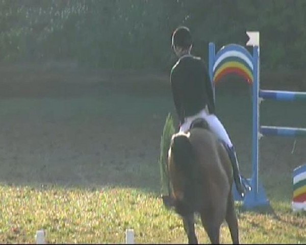 jumper Cetric 2 (Württemberger, 2005, from Candillo Z)