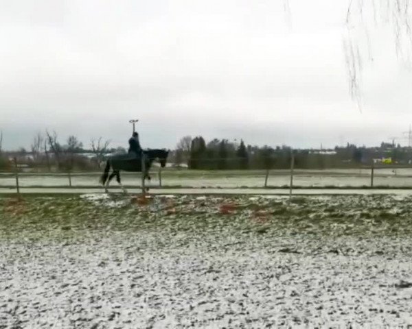 Video of Fürstin Felina 5
