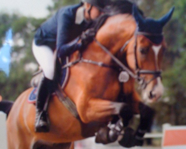 Springpferd Luca Toni (Oldenburger, 2001, von Lordanos)