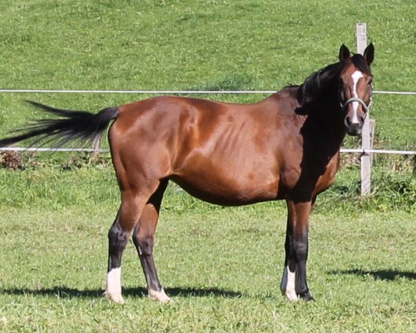 broodmare Labionda (Westphalian, 1998, from Pik Labionics)