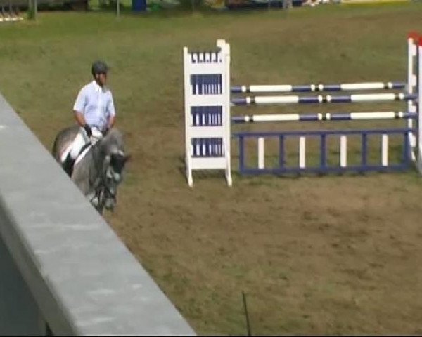 jumper Acorada K (Württemberger, 2003, from Acorado I)