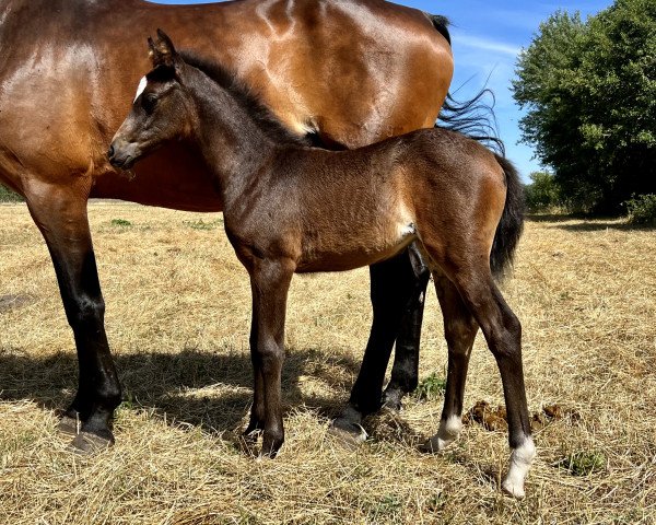 horse My Magic F (Westphalian, 2022, from Majestic Taonga)