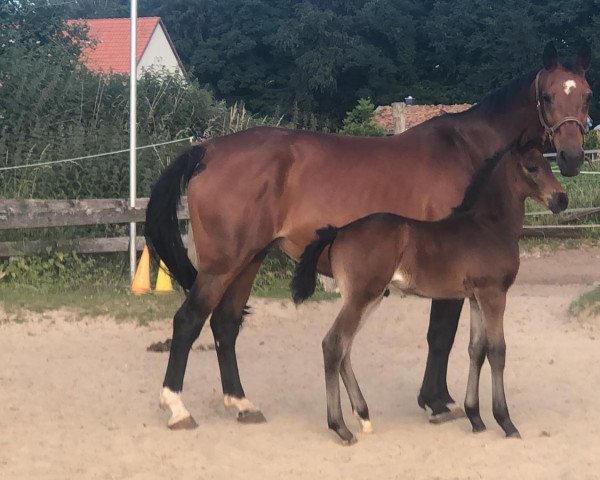 horse Coldplay F (Westphalian, 2022, from Cornet de Semilly)