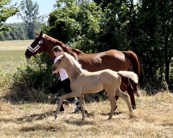 horse Querida F (Westphalian, 2022, from Qaside Md)