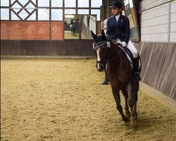 jumper Emira 26 (Quarter Horse, 2006)