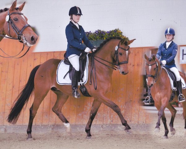 dressage horse Bon Jovi (German Riding Pony, 1998, from Bugatti)