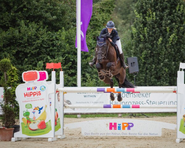 Springpferd Calisall (Holsteiner, 2013, von Calido I)