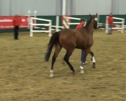 broodmare Ultima 53 (Westphalian, 2009, from Ustinov)