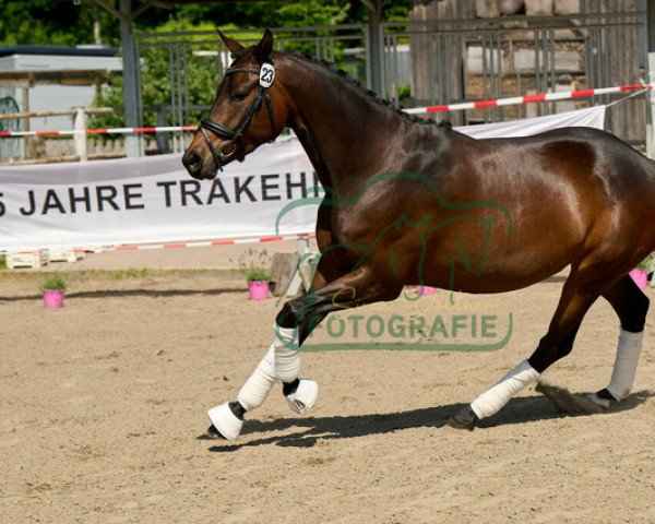 Zuchtstute Herbstlicht (Trakehner, 2018, von Ivanhoe)