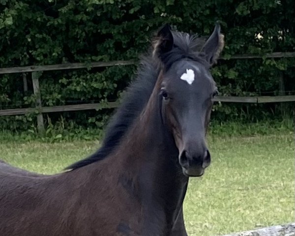 horse Herbstcristall (Trakehner, 2022, from Sixtus)