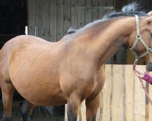 broodmare Celina (Württemberger, 2000, from Centesimo I)