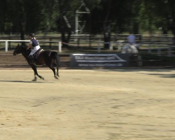 Reitturnier Vellinghausen 2022