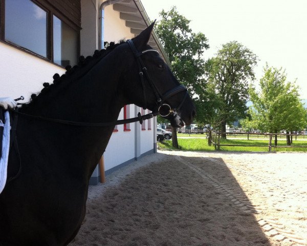 Pferd Saint Exupéry 3 (Bayer, 2006, von San Romantiko)