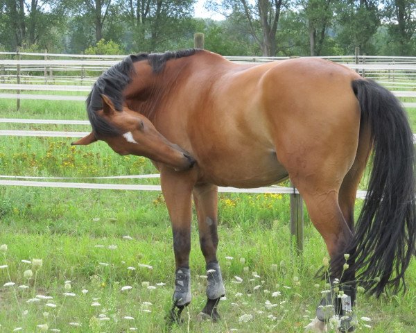 horse Renommee 33 (Oldenburg, 1997, from Rastenberg)