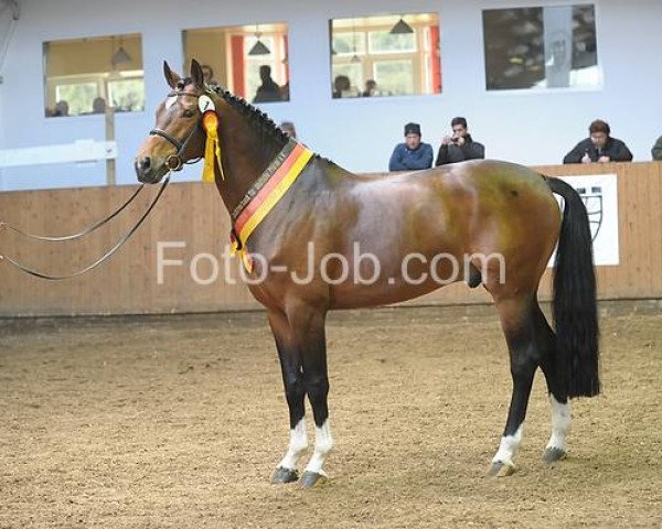 stallion Simsalabim (German Warmblood, 2004, from Chagallo's Charming Boy) stallion Simsalabim (German Warmblood, 2004, from Chagallo's Charming Boy)