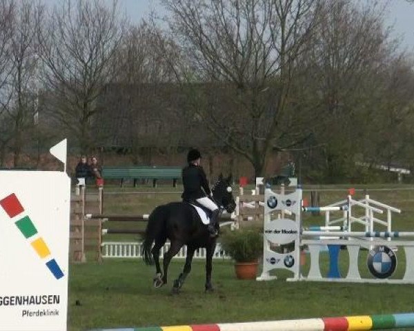 Springpferd Sleepy Hollow 2 (Hessisches Warmblut, 2003, von Sirius Song)