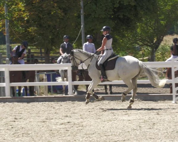 Reitturnier Gundelfingen 2022