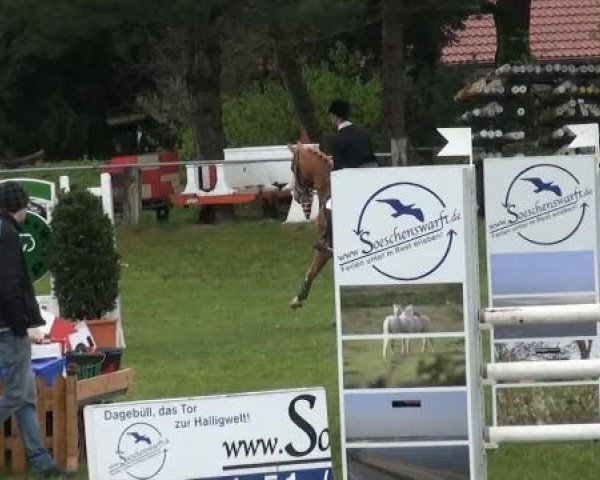jumper Cadans B (KWPN (Royal Dutch Sporthorse), 2007, from Tenerife)