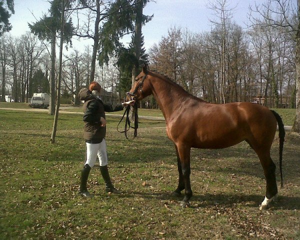 broodmare Quäntchen Glück (Austrian Warmblood, 2006, from Quadrigus M)