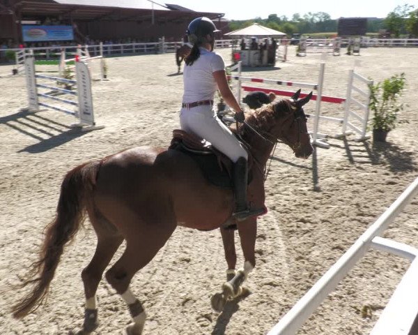 Reitturnier Gundelfingen 2022