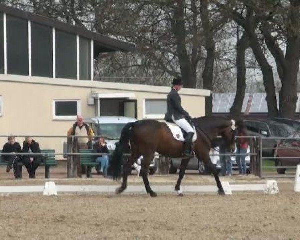 broodmare Donna Lucia 2 (Oldenburg, 1997, from Don Schufro) broodmare Donna Lucia 2 (Oldenburg, 1997, from Don Schufro)